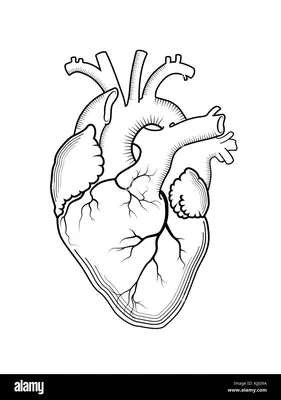 Строение сердца, сердце в разрезе | Анатомия сердца, Анатомия, Анатомия  человека