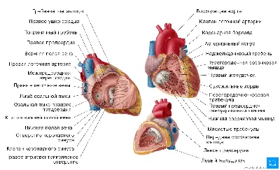 Сердце : нормальная анатомия | e-Anatomy