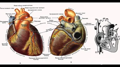 Анатомия Сердца Человека — стоковая векторная графика и другие изображения  на тему Сердце человека - Сердце человека, Сердце, Артерия - iStock