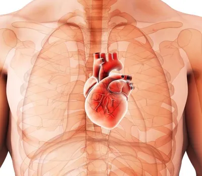 карикатура на человеческие органы сердце человеческая анатомия здоровая  карикатура на органы сердца Иллюстрация вектора - иллюстрации насчитывающей  блоком, анархиста: 275947780