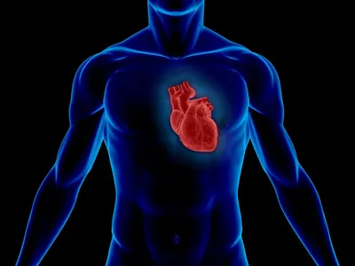 Сердце человека и кардиограмма на белом фоне. Generative AI. Stock  Illustration | Adobe Stock