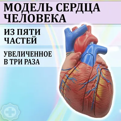 Файл:Heart ru.svg — Википедия