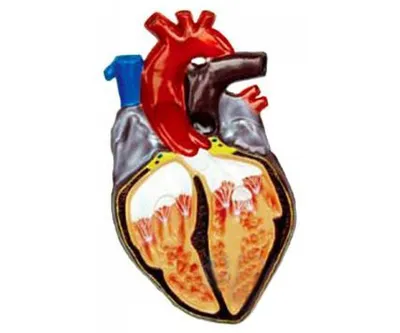 Здоровое Сердце Человека — стоковые фотографии и другие картинки Анатомия -  Анатомия, Биология, Внутренний орган человека - iStock
