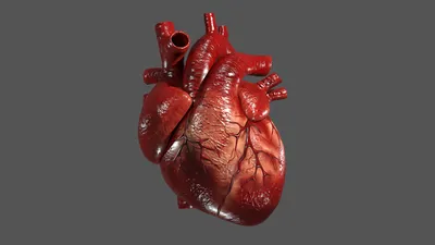 Сердце Человека Анатомия — стоковые фотографии и другие картинки Анатомия -  Анатомия, Аорта, Без людей - iStock