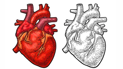 Сердце : нормальная анатомия | e-Anatomy