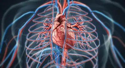 Сердце - развитие, топография, строение камер + проекции клапанов | Анатомия  - просто, понятно | Дзен