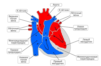 Анатомия сердца - 3D-сцены - Цифровое образование и обучение Мozaik