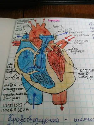 Анатомия сердца | Премиум Фото