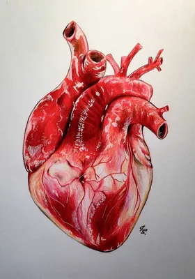 Сердце 3D модель - Скачать Анатомия на 3DModels.org