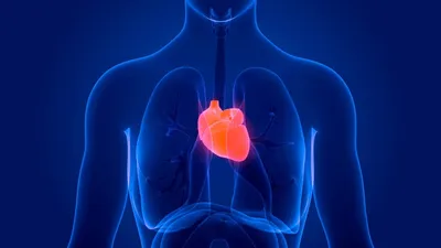 Анатомия: Проводящая система сердца