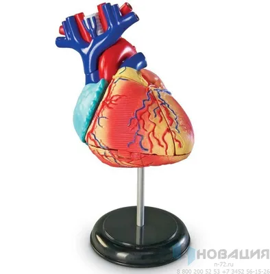 Картинки сердце человека (73 фото)