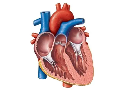 Анатомия Сердца Внутри Structure — стоковые фотографии и другие картинки  Сердце человека - Сердце человека, Анатомия, Трёхразмерный - iStock