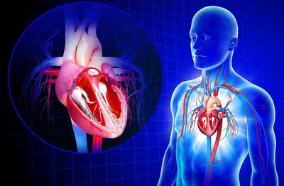 Анатомия сердца человека Векторное изображение ©EgudinKa 145903757