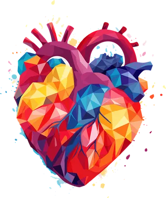 Сердце Человека Анатомия - Бесплатная векторная графика на Pixabay - Pixabay