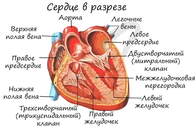 Человеческое сердце анатомия» — создано в Шедевруме