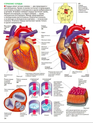 Анатомия сердца, 3D-обьекты Включая: сердце и человек - Envato Elements
