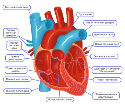 Анатомия сердца - YouTube