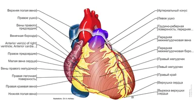 Созданный Ии Сердце Анатомия - Бесплатная векторная графика на Pixabay -  Pixabay