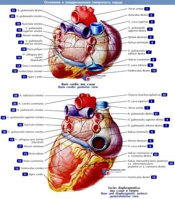 Иллюстрация анатомия человека. сердце в стиле инфографика
