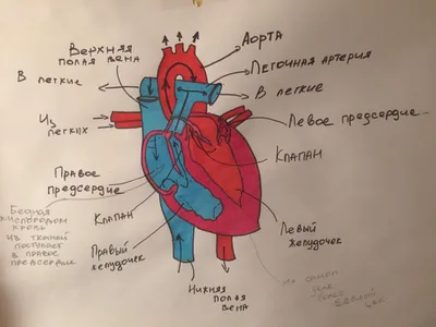 Строение и работа сердца. Регуляция его работы. Движение крови и лимфы в  организме | Биология 8 класс