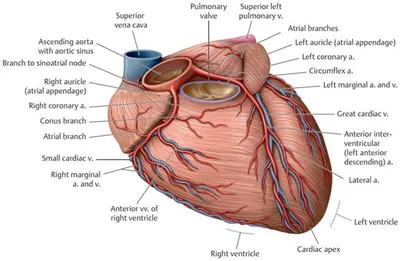 Сердце Анатомия — стоковая векторная графика и другие изображения на тему  Анатомия - Анатомия, Схема, Сердце человека - iStock