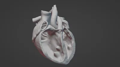 Топография сердца - YouTube