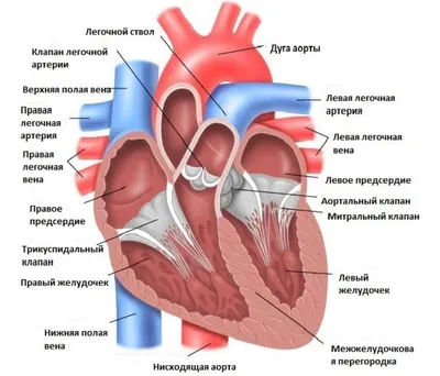 Анатомическая модель сердца с 2-мя частями анатомическая модель  человеческого анатомии из пластика и ПВХ Высококачественная анатомическая  модель медицинского сердца | AliExpress