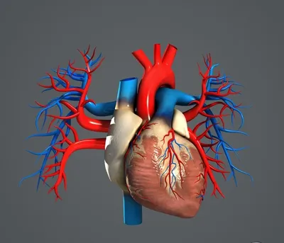 Основание и диафрагмальная поверхность сердца - по атласу анатомии