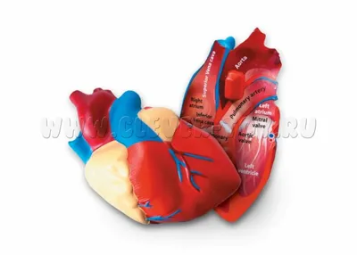 И.И. Каган. Основы клинической анатомии сердца. Учебное пособие.  #топографическаяанатомия #ОрГМУ | ВКонтакте