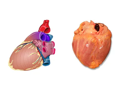 Интересные факты о строении сердца, сердечная нервная система (ICNS)