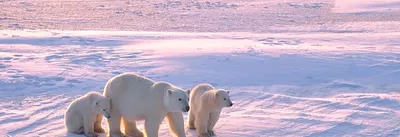 Туры на Северный полюс 2024, цены на экскурсионные путешествия | Большая  Страна