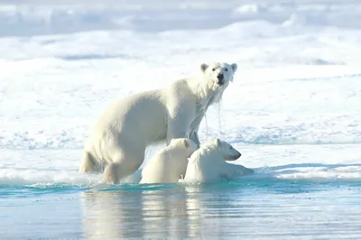 VIP-путешествие на Северный полюс — Сквозь вековые льды