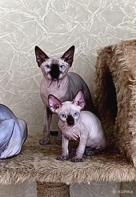Кошки сфинкс — история удивительной породы | Картошка Шоу | Дзен