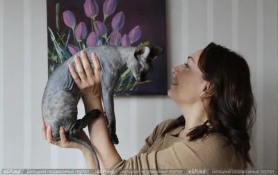 Темно-кремовый кот сфинкс, приспособленный для Modo 3D Модель $199 - .lxo -  Free3D
