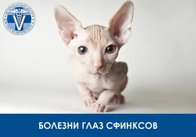 Отдам сфинкса за 0 рублей»: Ростовчане массово стали отказываться от  породистых котов - KP.RU