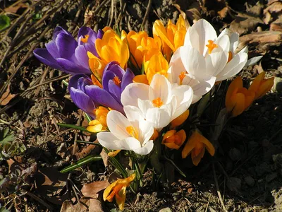 Шафран или Крокус (Crocus) - цветы для сада на портале \"Ваш Сад\"