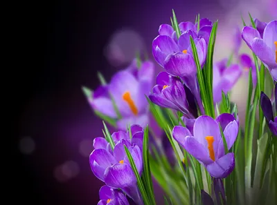 Цветы шафран, самая дорогая в мире…» — создано в Шедевруме