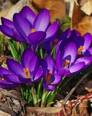 Крокусы (шафран) - фото | Crocus flower, Beautiful flowers, Purple garden