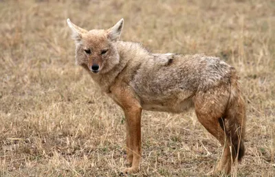 Шакал обыкновенный, или азиатский — Canis aureus