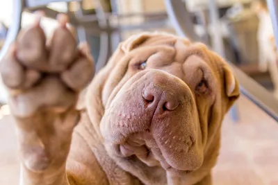 Sharpei stock photo. Image of boxer, mammal, lying, isolated - 2765026