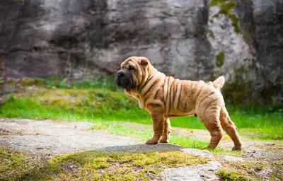 Cute Sharpei Puppy Stock Photo - Download Image Now - Shar-Pei, Small,  Puppy - iStock