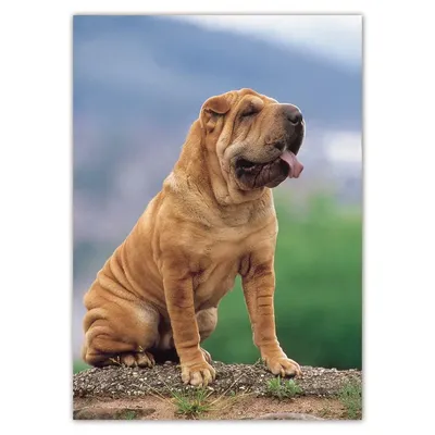 Sharpei Dog Stock Photo - Download Image Now - Puppy, Shar-Pei, Studio Shot  - iStock