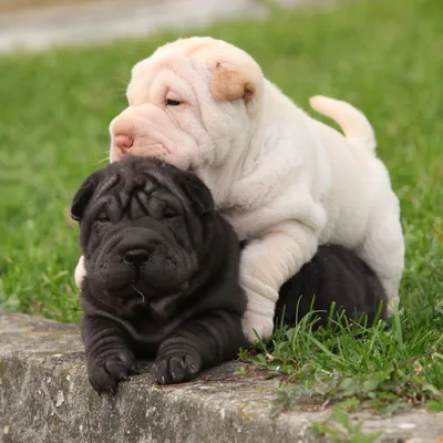 Sharpei puppies hi-res stock photography and images - Alamy