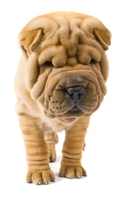 Familial Sharpei Fever - North Shore Specialist Vet