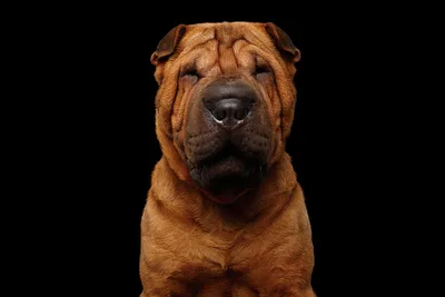 Cute sharpei puppy hi-res stock photography and images - Alamy