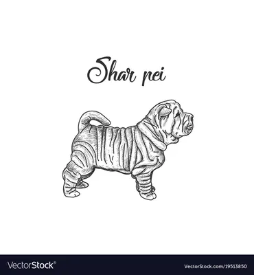 Sharpei dog. stock photo. Image of doggy, shot, cream - 82035150