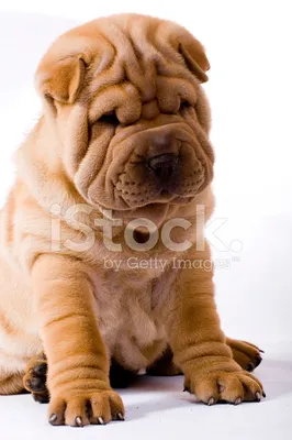 Sharpei dog Stock Photo by ©kavita 2052900