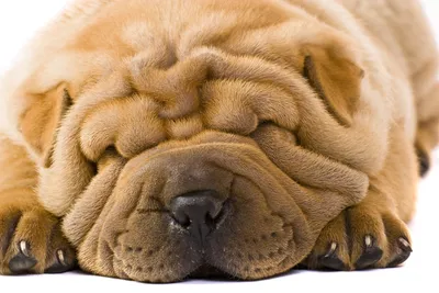 Sharpei Dog Isolated on Black Background Photograph by Sergey Taran - Pixels