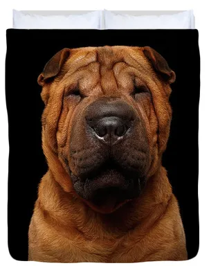 Blue Sharpei · Free Stock Photo