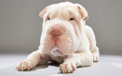 Sharpei breed of dogs Royalty Free Vector Image